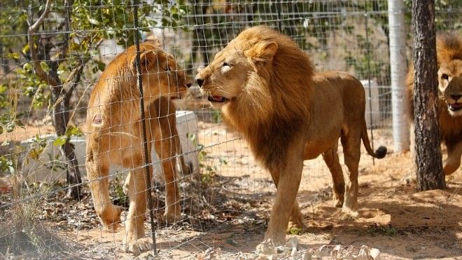 Khi những loài vật được giải thoát từ rạp xiếc, lần đầu bước chân vào tự nhiên