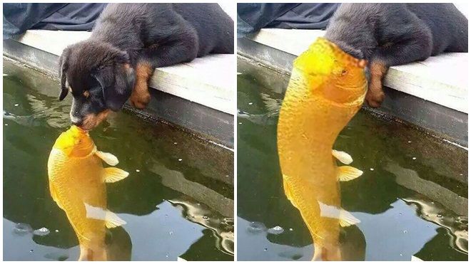 Chết cười với loạt ảnh nụ hôn xuyên chủng loại của chú chó nhỏ