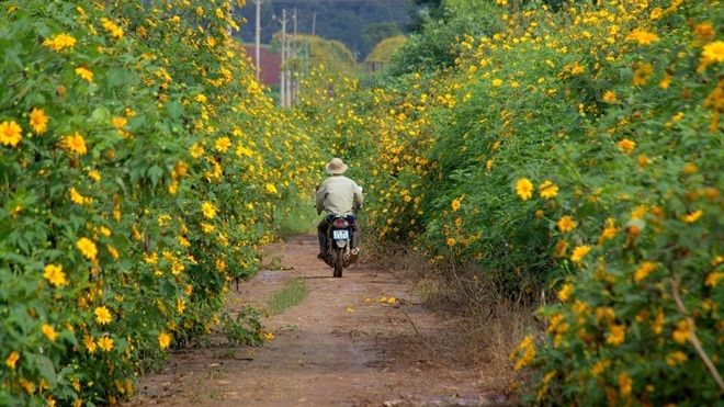 Những cung đường vàng rực sắc hoa dã quỳ ở Lâm Đồng