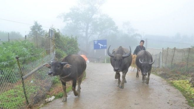 Sa Pa rét hại 8,4 độ C, dân sơ tán trâu bò tránh rét