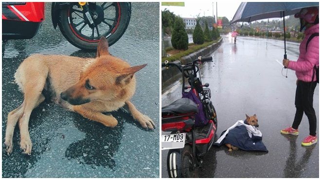 Xúc động hình ảnh nữ sinh cấp 2 dầm mưa che áo khoác cho chú chó nhỏ bị thương giữa cái rét 17 độ