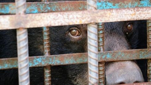 Bị nhốt trong lồng quá lâu, 4 chú gấu sầu đời muốn tự tử
