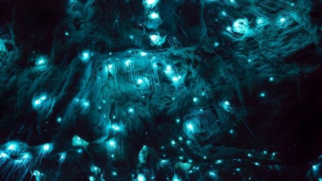 Đom đóm thắp sáng hang động 30 triệu năm tuổi