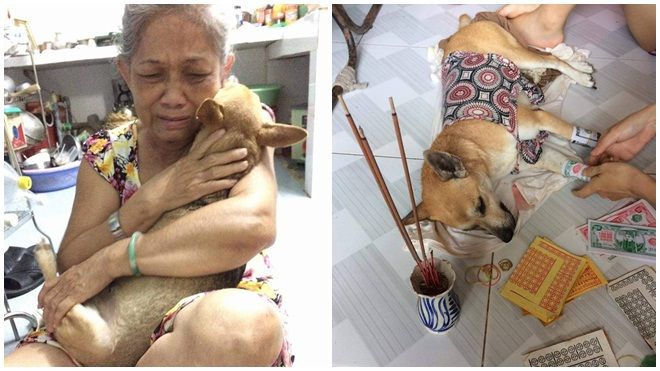 Xúc động hình ảnh người chủ già ngồi khóc trước xác của chú chó cưng