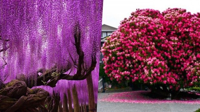 16 giống cây… không hiểu sao lại đẹp và rực rỡ như thế!