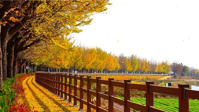 Ngẩn ngơ với sắc đỏ, vàng của mùa thu Hàn Quốc - Nhật Bản