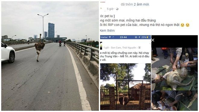 Sự thật về việc 'soái ca' đà điểu chạy trên đường quốc lộ và bị làm thịt ở Hà Nội