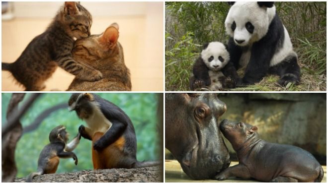 Ngắm những bức ảnh này để thấy động vật cũng có tình mẫu tử thiêng liêng