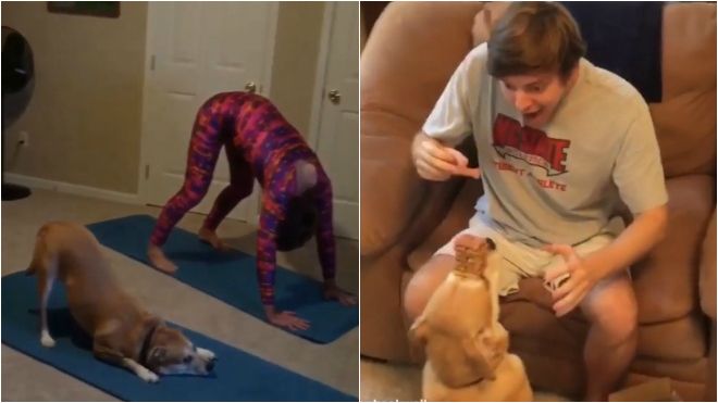 Trào lưu 'đứng hình' của người xưa rồi, hãy xem các chú chó 'bá đạo' thực hiện thử thách này!