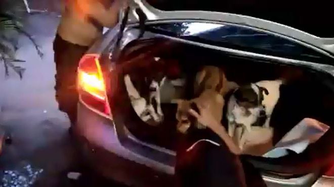 Cuối cùng những chú chó trong lò mổ cũng đã được giải thoát