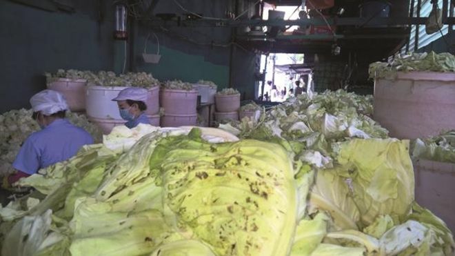 Kinh hoàng hình ảnh cải bắc thảo được chế biến từ rau thải