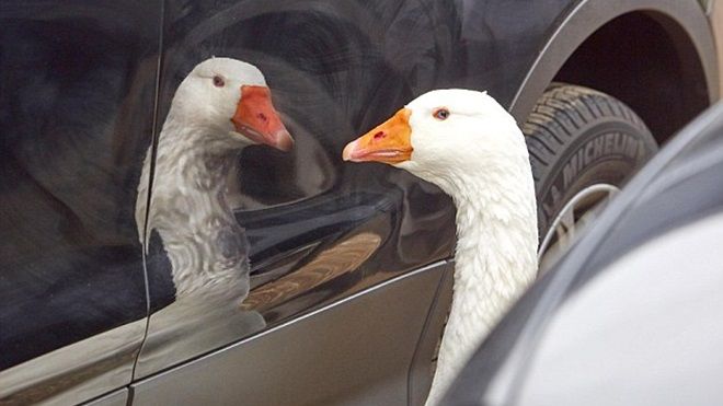 Câu chuyện chú ngỗng ngày ngày nhìn vào xe ô tô và lý do đằng sau đầy xúc động