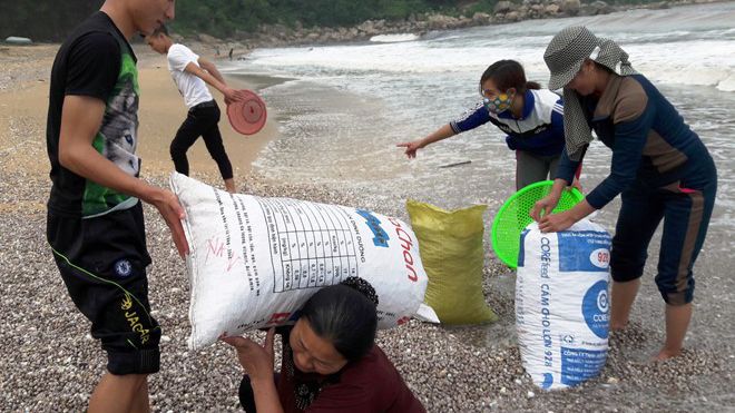 Người dân đổ xô ra bờ biển vớt hàng chục tấn sò lông tại Hà Tĩnh