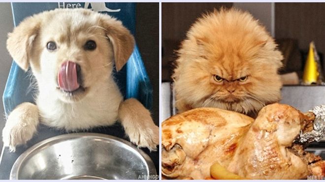 13 điểm khác nhau giữa chó và mèo mà ai cũng phải gật gù công nhận