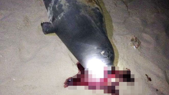 Bình Thuận: Chú hải cẩu lên bờ đùa giỡn với người dân đã bị đánh chết