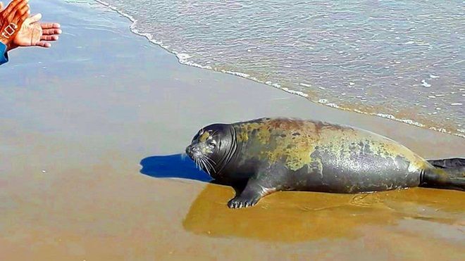 Khoảnh khắc ngộ nghĩnh của chú hải cẩu ở Bình Thuận trước khi bị đánh chết dã man