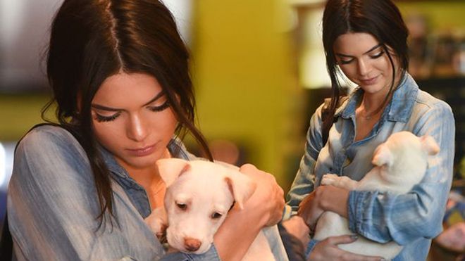 Kendall siêu 'chịu chơi' khi tậu cả vòng kim cương cho cún cưng của mình