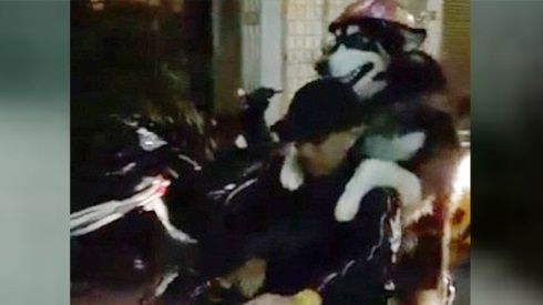Clip chú chó đi xe máy đội mũ bảo hiểm ở Việt Nam lên báo Anh và Ý