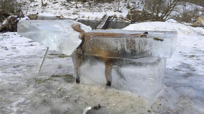 Trời quá lạnh, chú cáo đóng băng sau khi ngã xuống hồ nước