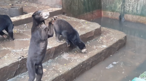 Bàng hoàng cảnh chú gấu suy dinh dưỡng van nài xin thức ăn ở sở thú Indonesia