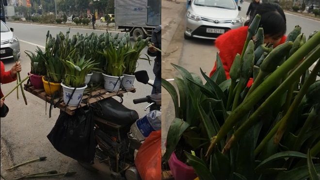 Cứ tưởng mua được lan tài lộc, ai ngờ chỉ là hoa dại cắm hờ vào chậu