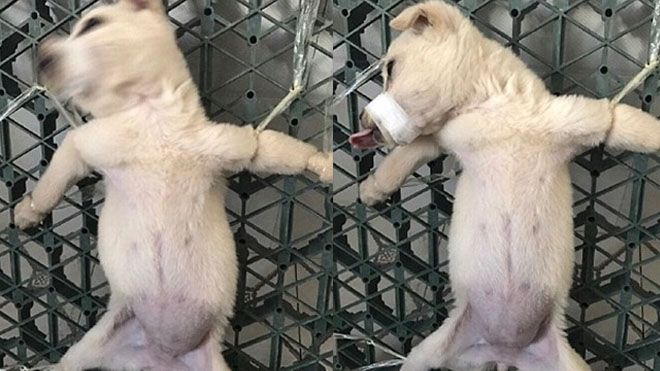 Nam thanh niên quay livestream cảnh giết hại chó con dã man