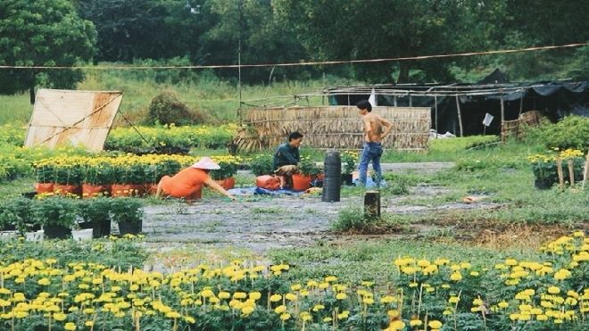 Những hình ảnh bình yên của làng hoa Sa đéc-nơi 4 mùa đều là mùa xuân