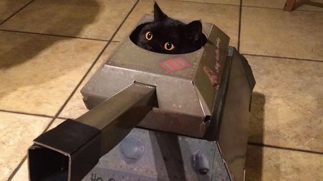 Cẩn thận đấy con người, ngày Trái Đất bị loài mèo xâm chiếm không còn xa nữa đâu!