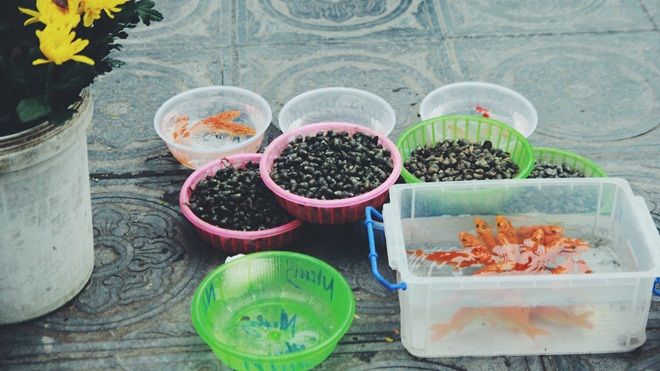 Rằm tháng Giêng: Cá, ốc phóng sinh đội giá gấp 8 lần vẫn hút khách