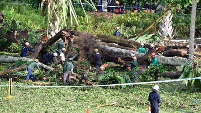 Đổ cây di sản tại Vườn bách thảo Singapore, 5 người thương vong
