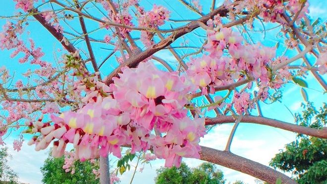 Con đường đỗ mai tuyệt đẹp ven biển Phan Thiết