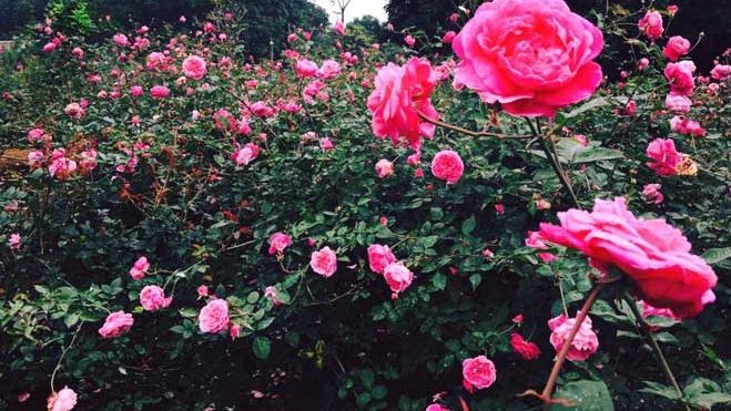 Đồi hồng vạn gốc ở Hà Nội, cô gái 8x làm giàu từ hoa sạch