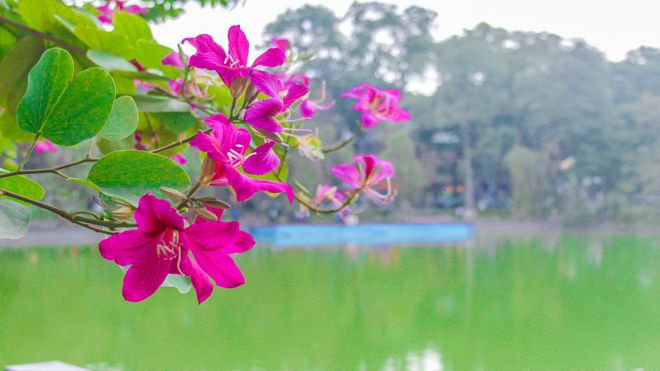 Hoa ban Tây Bắc rực rỡ khoe sắc ven Hồ Gươm