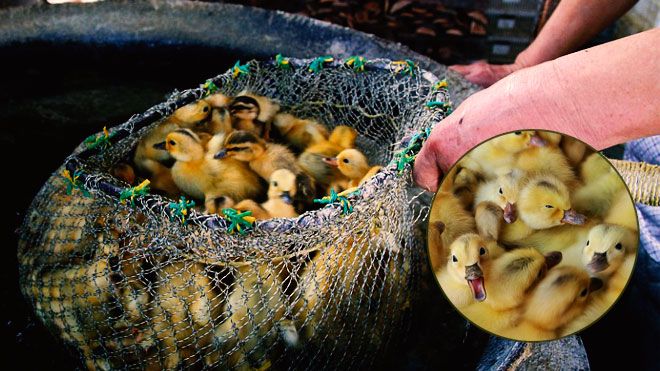 Trang trại Trung Quốc khiến thế giới lạnh người vì cách tàn sát vịt con hàng loạt