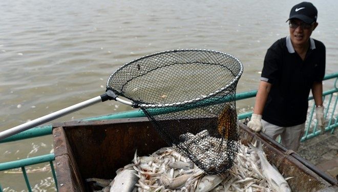 Vì sao dừng toàn bộ việc nuôi cá ở hồ Tây?