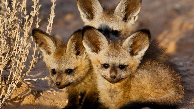 Lục lọi ảnh tuổi thơ của những loài động vật siêu quý hiếm