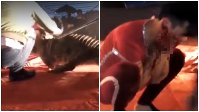 Kinh hãi nghệ sĩ xiếc bị cá sấu cắn chặt vào đầu khi đang biểu diễn