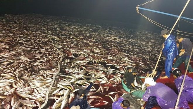 Mẻ cá bè vàng 160 tấn có bị đánh bắt bằng thuốc nổ?