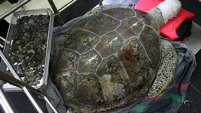 Người Thái Lan đau lòng khi con rùa nuốt gần 1.000 đồng xu qua đời vì biến chứng sau ca phẫu thuật