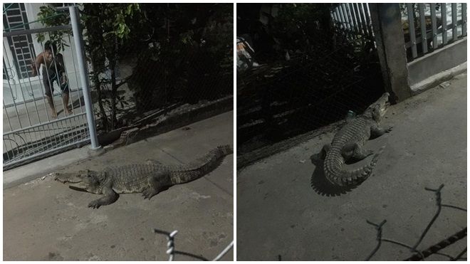 Đồng Nai: Cá sấu bò ra đường lúc nửa đêm, khiến người dân hoảng hốt