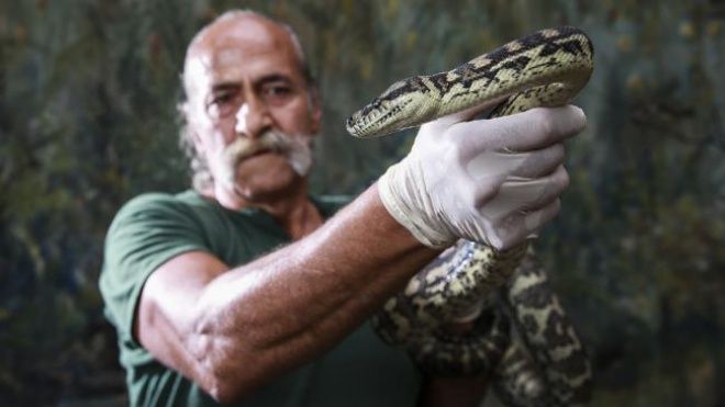 Trăn phê ma túy đá cai nghiện thành công sau một năm 'nhập trại'