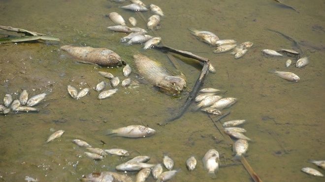 2 tấn cá nằm phơi bụng trên cánh đồng tại Đà Nẵng