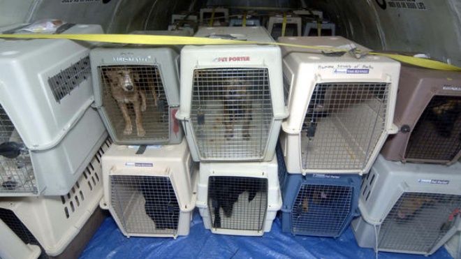 United Airlines - Hãng hàng không có dịch vụ vận chuyển làm chết động vật nhiều nhất 2016