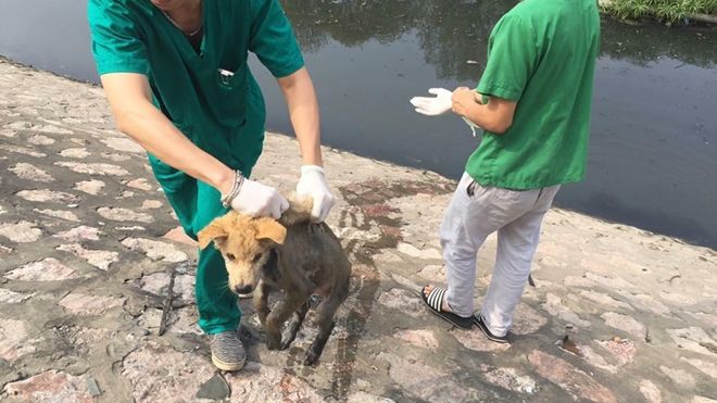 Mắc bạo bệnh, chú chó bị chủ vứt xuống sông Tô Lịch