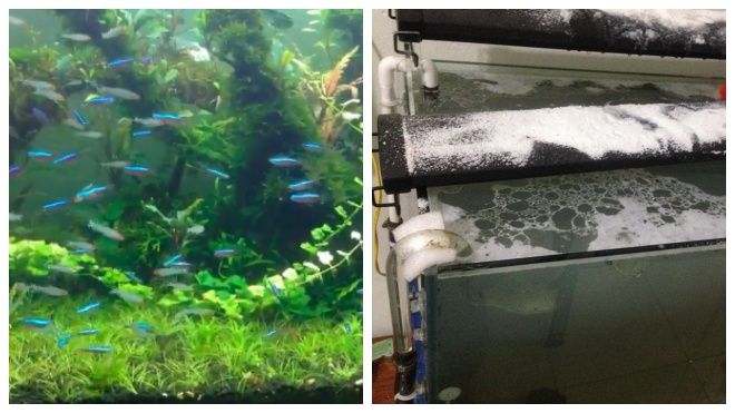 Thẳng tay đổ 3kg bột giặt, 5 lít dầu ăn vào bể cá thuỷ sinh của chồng, bà vợ 'đáng sợ' nhất năm đây rồi