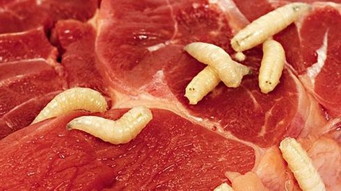 Giòi trong các nhà hàng, trà sữa thương hiệu lớn - nguyên nhân đơn giản hơn chúng ta tưởng tượng