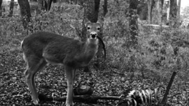 Hươu ăn thịt người khiến giới khoa học sửng sốt