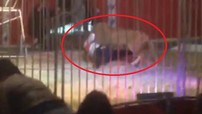 Video sốc: Sư tử ngoạm cổ, kéo lê huấn luyện viên trước sự kinh hãi của khán giả trong rạp xiếc
