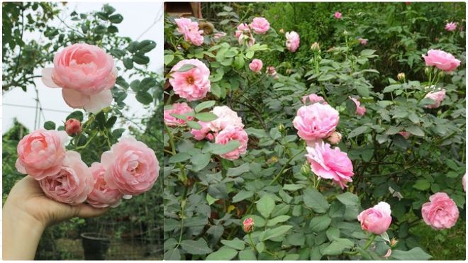 Mãn nhãn vườn hồng cổ 2 vạn gốc quý hiếm bậc nhất Hà Nội