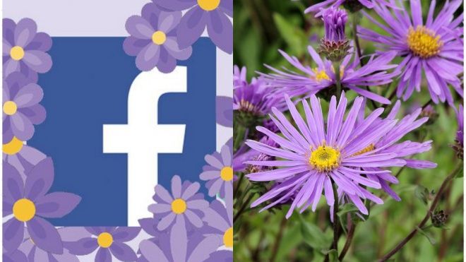 'Giải oan' cho biểu tượng hoa tím đang gây bão mạng xã hội của Facebook